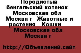  Породистый бенгальский котенок - Московская обл., Москва г. Животные и растения » Кошки   . Московская обл.,Москва г.